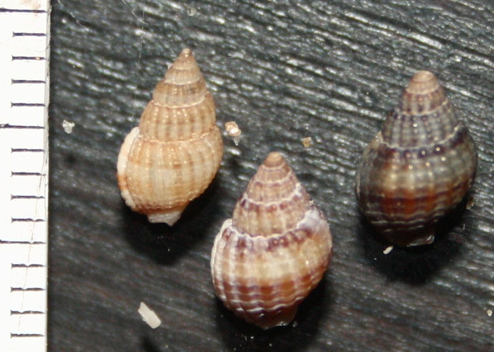 da determinare: tutti della stessa specie?